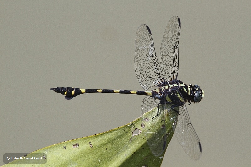 J01_1961 Ictinogomphus decoratus.JPG